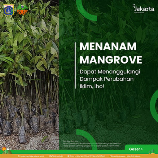 Manfaat dari Menanam Mangrove